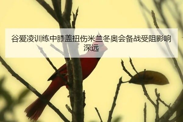 谷爱凌训练中膝盖扭伤米兰冬奥会备战受阻影响深远